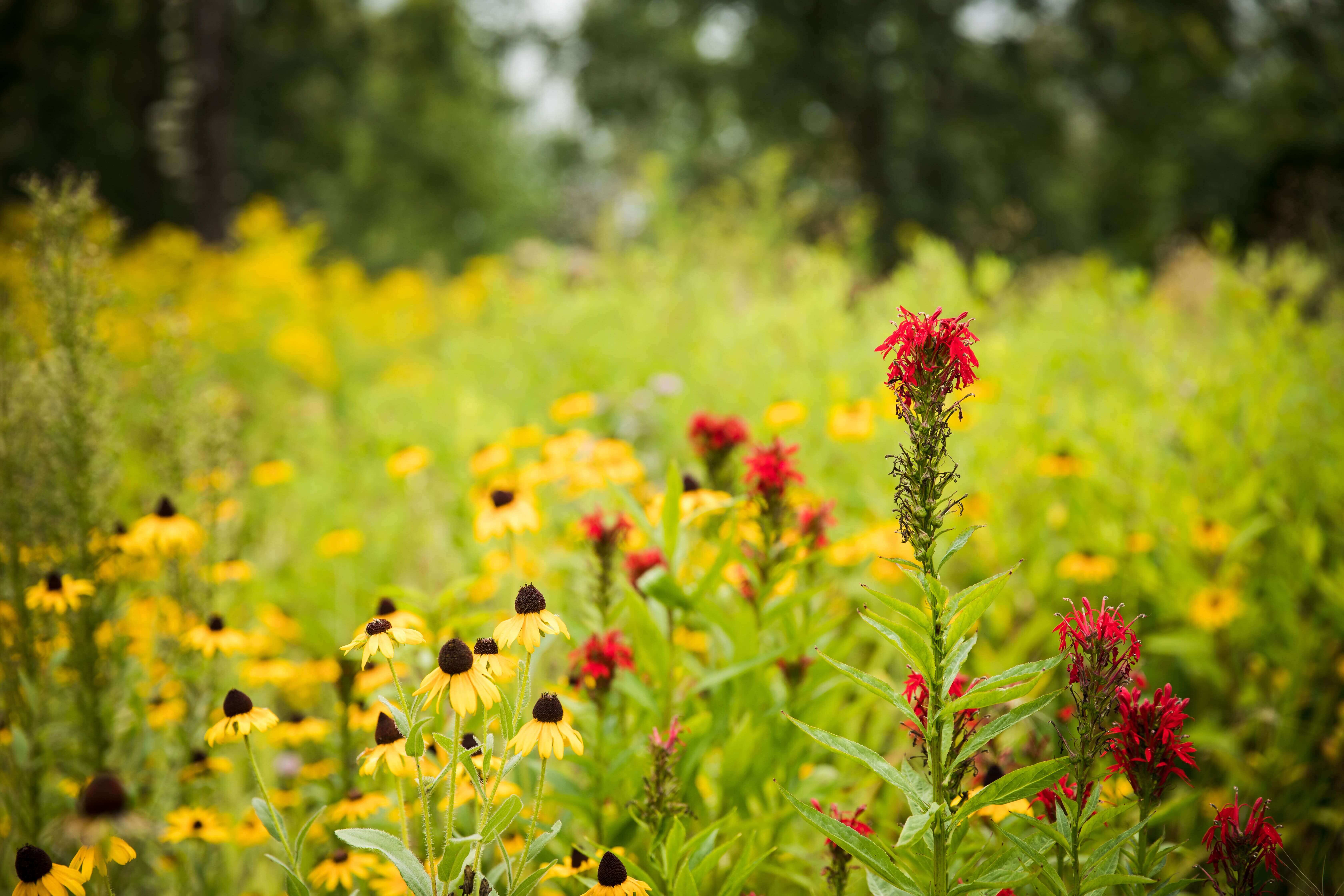 Plan d’adaptation aux changements climatiques