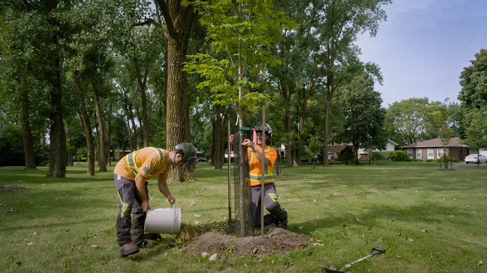 Plantation de 350 arbres en cours