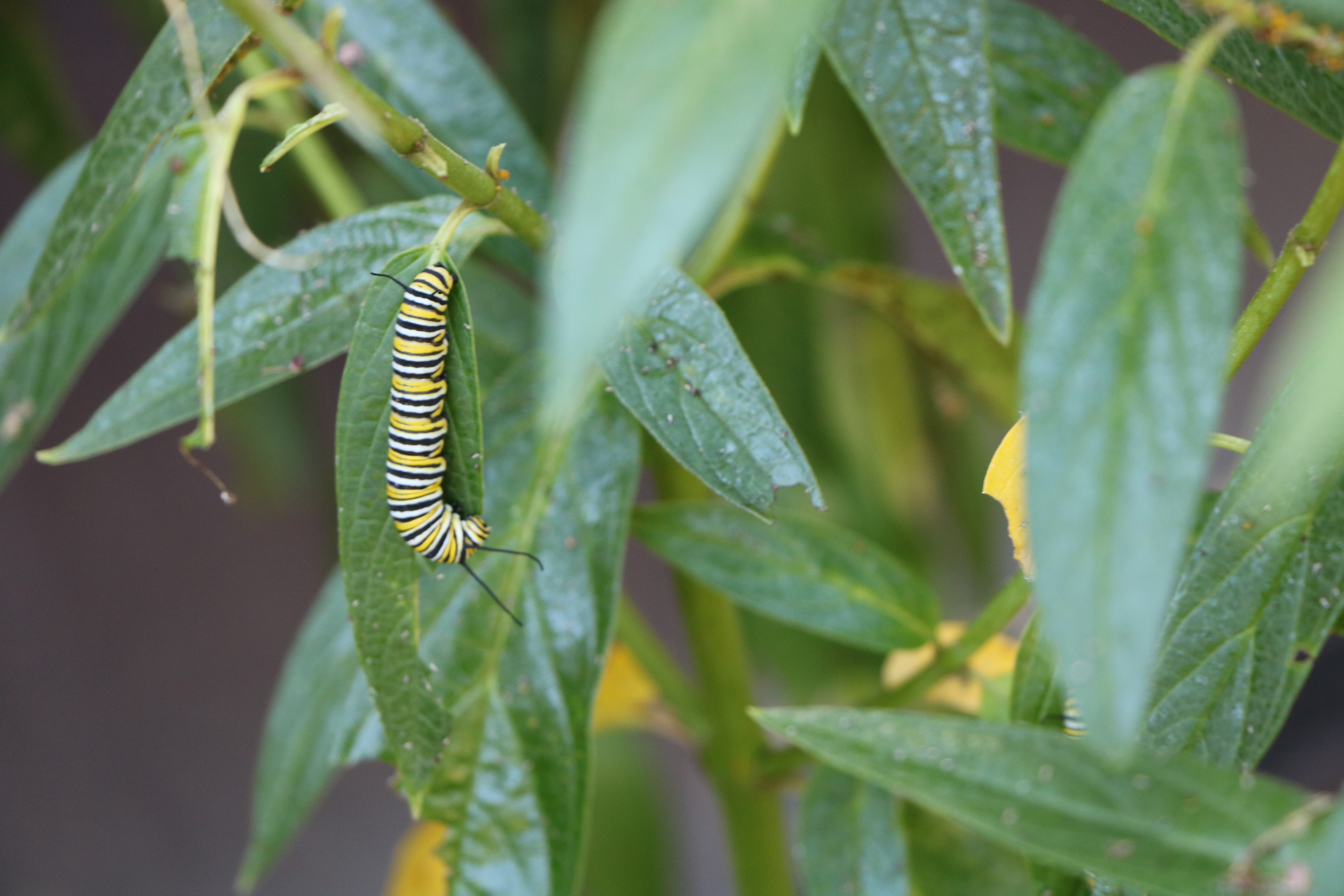 <p>Un peu plus d'un an après l'implantation de l'Oasis du monarque et le démarrage des actions pour la protection de l'habitat des monarques, les répercussions sont déjà bien visibiles. Nous avons invité les citoyens à partager des photos de papillons, de pollinisateurs et d'insectes qu'ils ont pu observer au cours des derniers mois à Candiac. Force est de constater qu'ils sont de plus en plus nombreux et tous s'en réjouissent. L'arrivée du condo à insecte et de la ruche a d'ailleurs grandement contribué à l'éducation des citoyens au sujet de l'importance de la présence de ces insectes. Voici quelques photos qui nous ont été acheminées par les citoyens: <a href="https://myalbum.com/album/Psag3E6mHHHs" target="_blank">album photos 2019</a></p>
<p> </p>