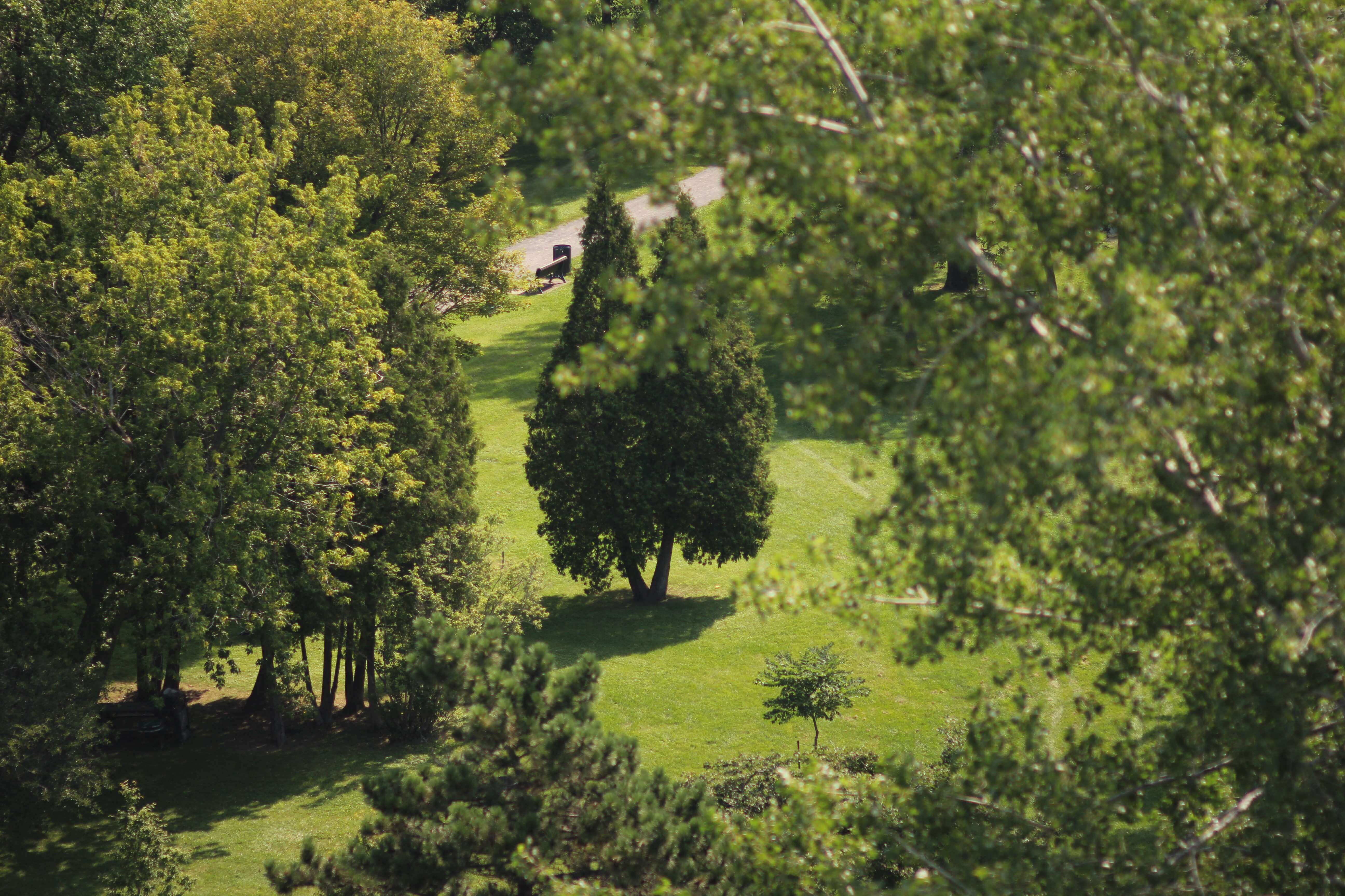 Forêt urbaine